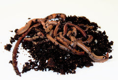 Canadiske Regnorm med hvidløgsduft – 12 stk.