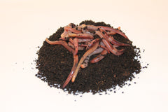 Tigerorm 50 stk Medium – 10 pakker inkl. 2 køleelementer ( 500 Stk )