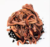 Canadiske Regnorm 240 stk. inkl 2 køleelementer