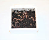 Store Canadiske Regnorm 48 stk