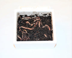 Store Canadiske Regnorm 48 stk