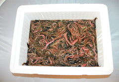 Børsteorm 1 kg i vand.