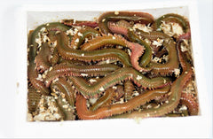 Børsteorm 15 – 20 stk XL