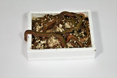 Børsteorm 15 – 20 stk XL