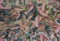 Børsteorm 1 kg i vand.