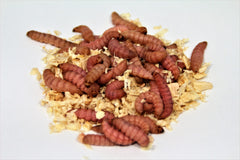 Bienenmaden Rød ca. 30 stk.