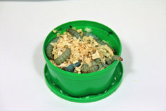 Bienenmaden Grøn ca. 30 stk.