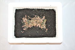 Børsteorm 1 kg pakket i jord inkl flamingokasse og 1 køleelement