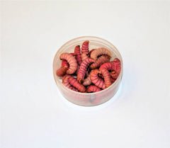 Konserveret Bienenmaden ca. 30 stk.