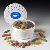 5 pakker Bienenmaden Mix ca. 30 stk.