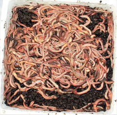 Canadiske Regnorm 384 stk. inkl. Flamingo og 2 elementer