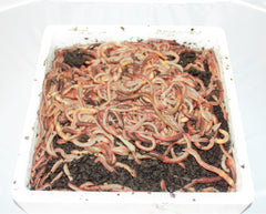 Canadiske Regnorm 384 stk. inkl. Flamingo og 2 elementer