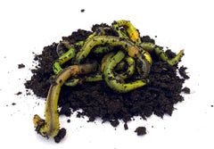 Ormemix – Alm., fluorescerende grøn, hvidløgsregnorm + tigerorm