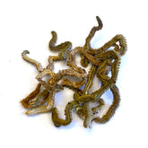 5 pakker frysetørret Børsteorm, 15 stk.