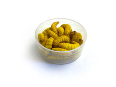 Konserveret Bienenmaden ca. 30 stk.