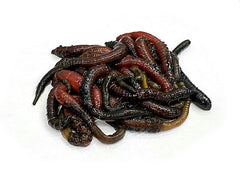 Levende Sandorm 200 stk.